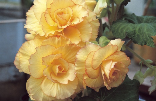 B. ‘Corona’